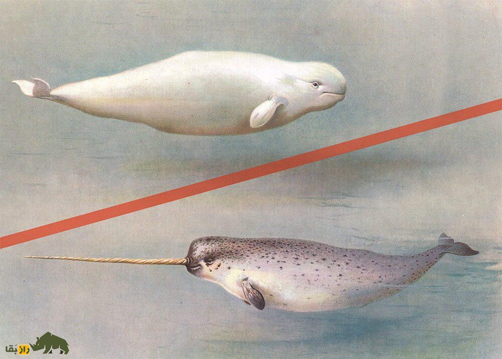 «نارلوگا»؛ حیوانی خارقالعاده که نتیجه جفتگیری عجیب دو موجود دریایی است! «نارلوگا»؛ حیوانی خارقالعاده که نتیجه جفتگیری عجیب دو موجود دریایی است!