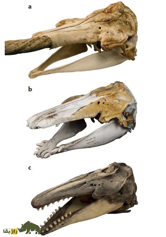 «نارلوگا»؛ حیوانی خارقالعاده که نتیجه جفتگیری عجیب دو موجود دریایی است! «نارلوگا»؛ حیوانی خارقالعاده که نتیجه جفتگیری عجیب دو موجود دریایی است!