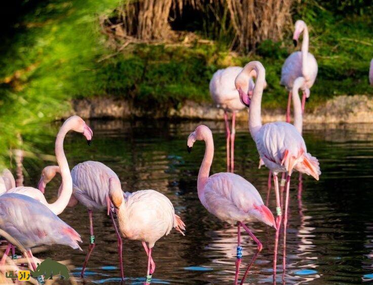 فلامینگوی «ناکام در عشق» در سن ۷۰ ساله برای اولین بار تخم گذاشت! فلامینگوی «ناکام در عشق» در سن ۷۰ ساله برای اولین بار تخم گذاشت!