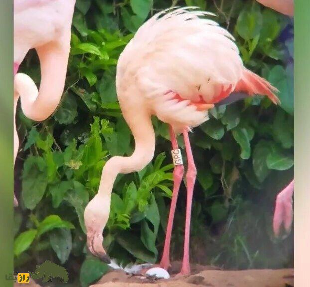 فلامینگوی «ناکام در عشق» در سن ۷۰ ساله برای اولین بار تخم گذاشت! فلامینگوی «ناکام در عشق» در سن ۷۰ ساله برای اولین بار تخم گذاشت!