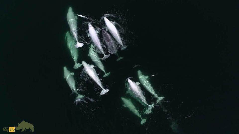 «نارلوگا»؛ حیوانی خارقالعاده که نتیجه جفتگیری عجیب دو موجود دریایی است! «نارلوگا»؛ حیوانی خارقالعاده که نتیجه جفتگیری عجیب دو موجود دریایی است!