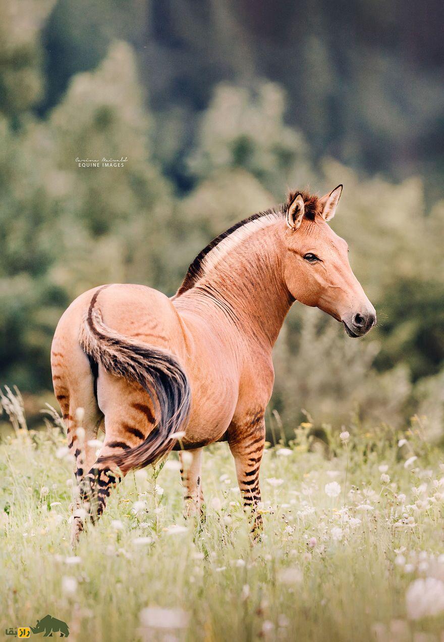 زورس؛ حیوان عقیم و شگفت‌انگیزی که حاصل جفت‌گیری اجباری گورخر و اسب است و تمام روز غذا می‌خورد!