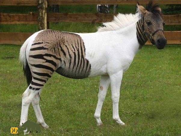 زورس؛ حیوان عقیم و شگفت‌انگیزی که حاصل جفت‌گیری اجباری گورخر و اسب است و تمام روز غذا می‌خورد!