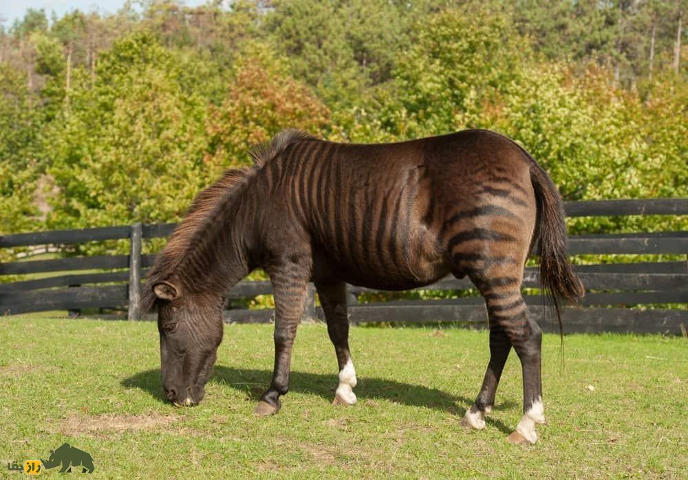 زورس؛ حیوان عقیم و شگفت‌انگیزی که حاصل جفت‌گیری اجباری گورخر و اسب است و تمام روز غذا می‌خورد!