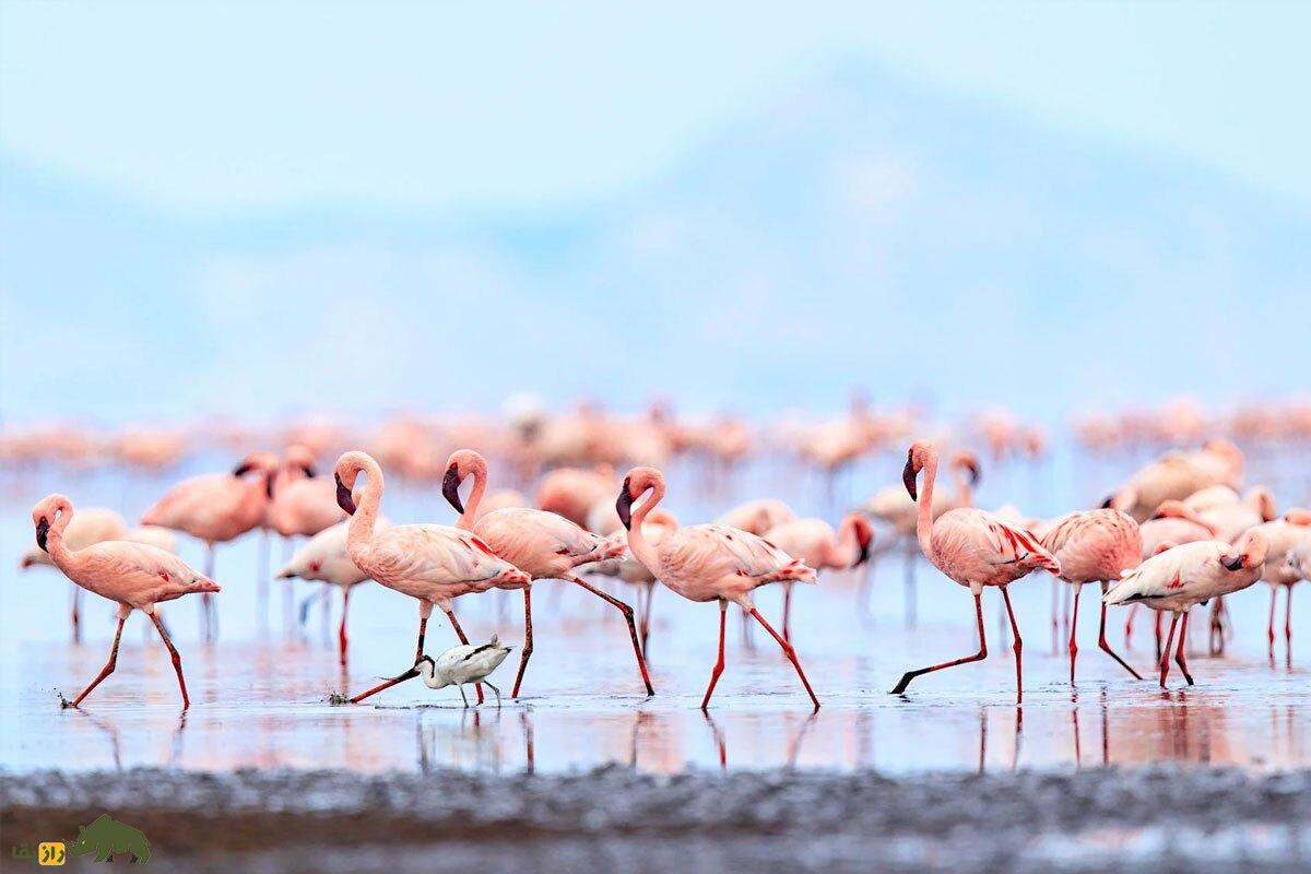 فلامینگو‌ها دوستان‌شان را «انتخاب» می‌کنند، با آن‌ها ارتباط طولانی و عمیق ایجاد می‌کنند و گروه‌های دوستی دارند