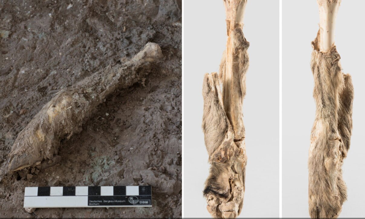 چگونه «پاچه گوسفند ۱۶۰۰ ساله ایرانی» رازهای تاریخ را فاش کرد؟ چگونه «پاچه گوسفند ۱۶۰۰ ساله ایرانی» رازهای تاریخ را فاش کرد؟