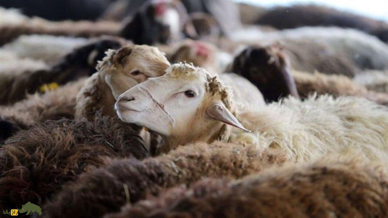 گوسفند «مهربان» ایرانی؛ گوسفندی همدانی که انگلیسی‌ها عاشق آن شدند!