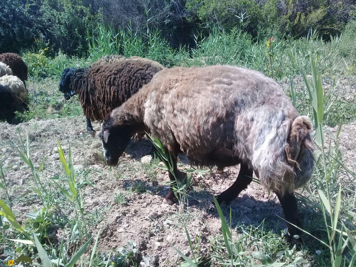 گوسفند «مهربان»؛ گوسفند گوشتی همدان که انگلیسی‌ها شیفته‌اش بودند