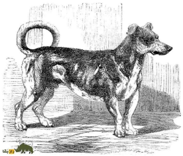 سگ چرخان: نژاد منقرض شده‌ای که پیش از وسایل مدرن، انرژی تمام آشپزخانه‌های بریتانیا را تامین می‌کرد!