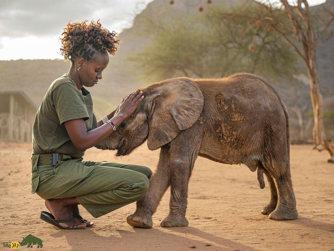 داستانی عیجب از احترام و انتقام در فیلها؛ قصاص بعد از یک هفته! فیل کوچک