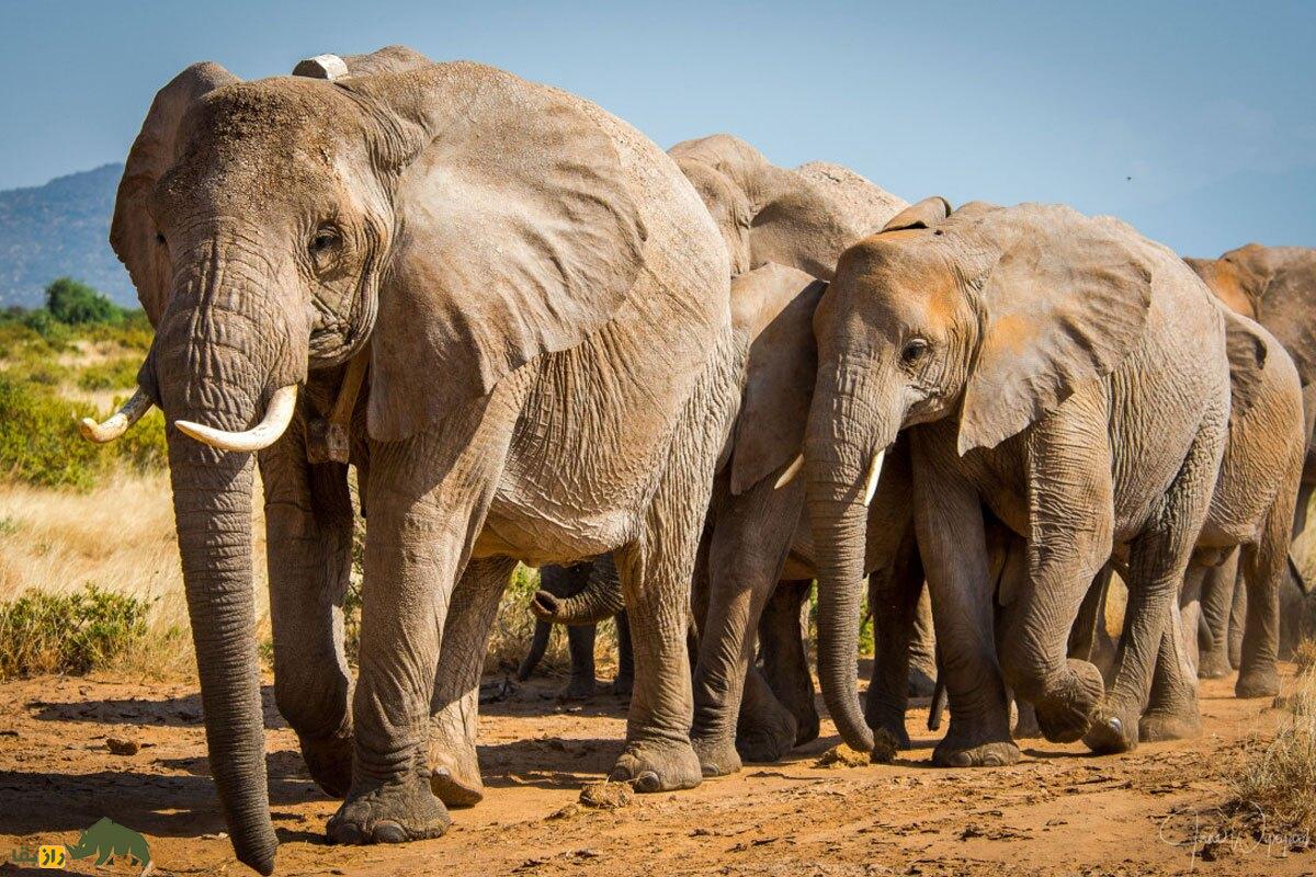 داستانی عیجب از احترام و انتقام در فیلها؛ قصاص بعد از یک هفته! داستانی عیجب از احترام و انتقام در فیلها؛ قصاص بعد از یک هفته!