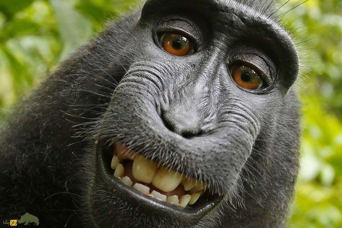 چرا میمون‌ها نمی‌توانند مانند طوطی‌ زبان انسان‌ را تقلید کنند؟