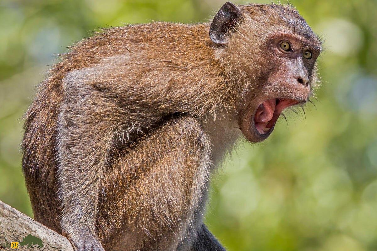 چرا میمونها نمیتوانند مانند طوطی زبان انسان را تقلید کنند؟ جیغ زدن میمون