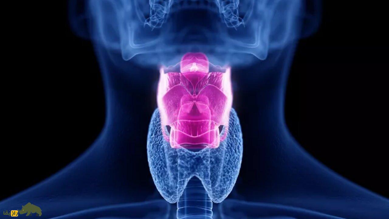 چرا میمونها نمیتوانند مانند طوطی زبان انسان را تقلید کنند؟ حنجره انسان