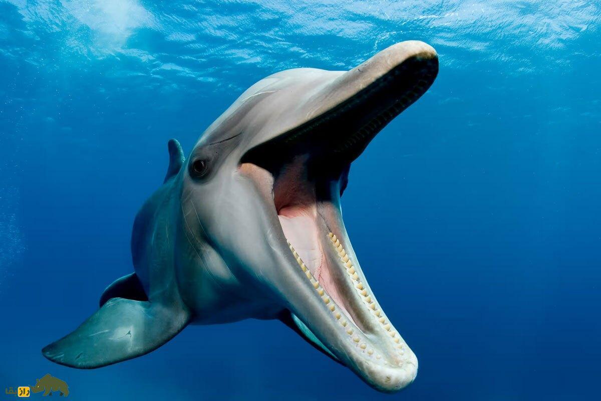 دلفین‌ها همدیگر را از طریق آلت تناسلی و «طعم ادرار» تشخیص می‌دهند!