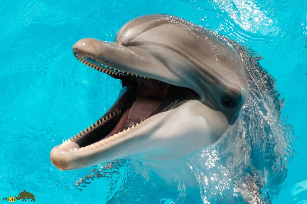 دلفینها همدیگر را از طریق آلت تناسلی و «طعم ادرار» تشخیص میدهند! دلفین