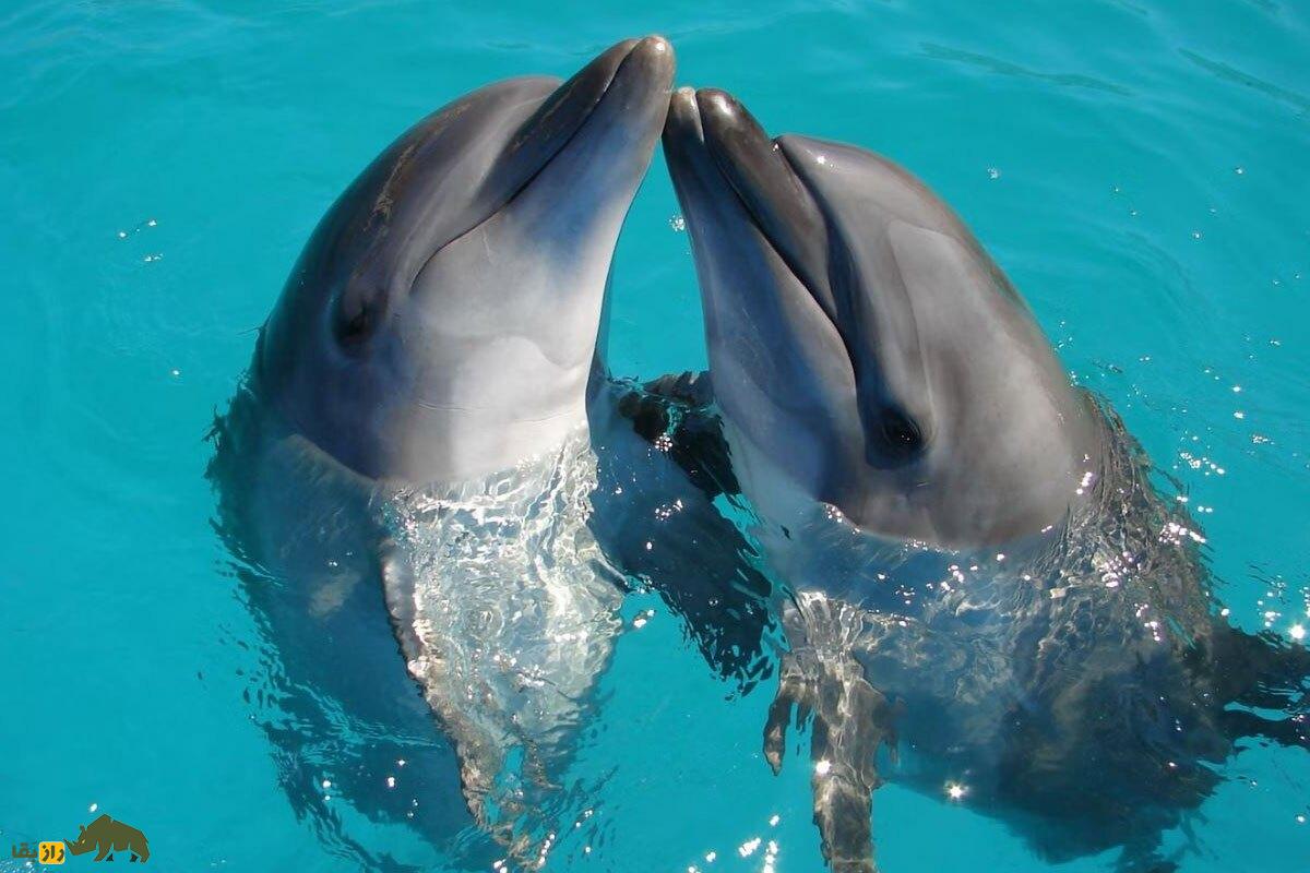 دلفینها همدیگر را از طریق آلت تناسلی و «طعم ادرار» تشخیص میدهند! دلفینها