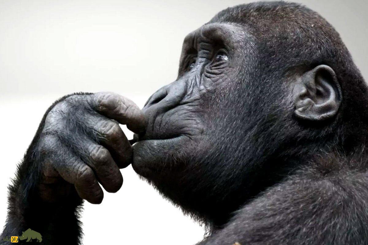 رازی که دانشمندان فاش کردند؛ میمون‌ها هنگام استراحت به چه فکر می‌کنند؟