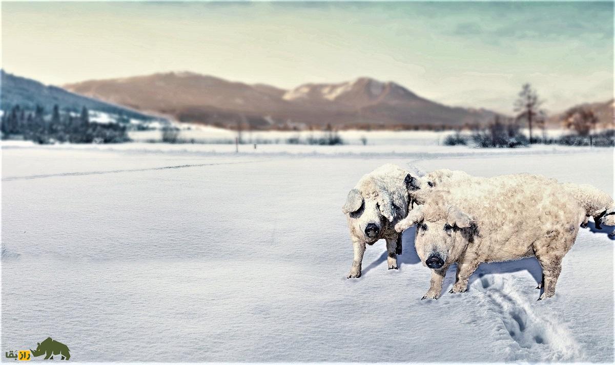 «خوکفند»؛ حیوان عجیبی که محصول جفت‌گیری خوک و گوسفند است