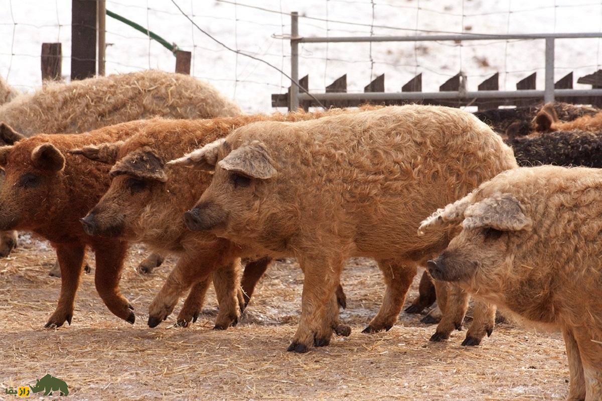 «خوکفند»؛ حیوان عجیبی که محصول جفت‌گیری خوک و گوسفند است