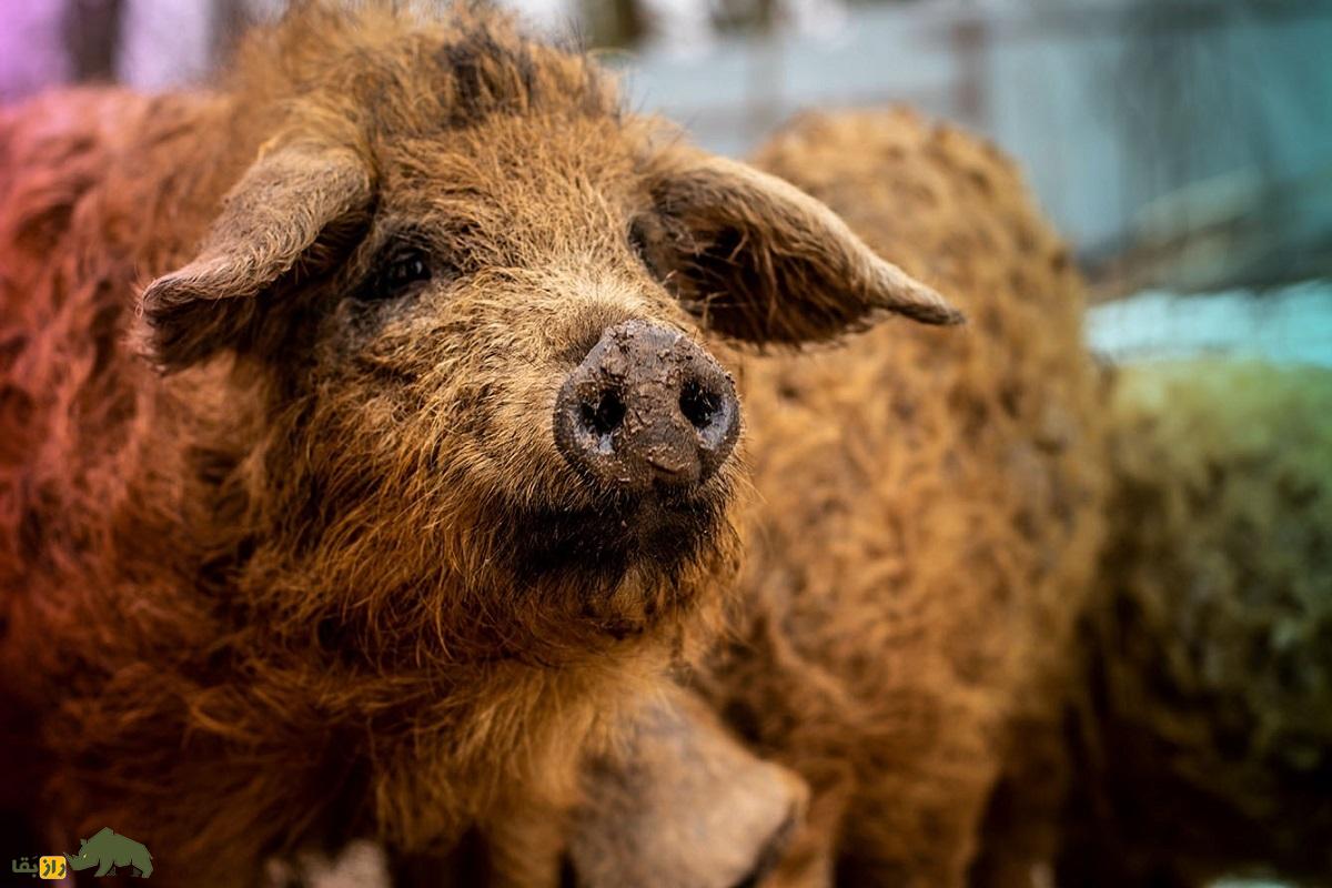 «خوکفند»؛ حیوان عجیبی که محصول جفت‌گیری خوک و گوسفند است