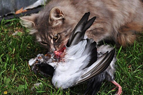 (ویدئو) شکار لحظه‌ها؛ سلاخی کردن فجیع کبوتر توسط «گربه مادر» در گوشه حیاط!