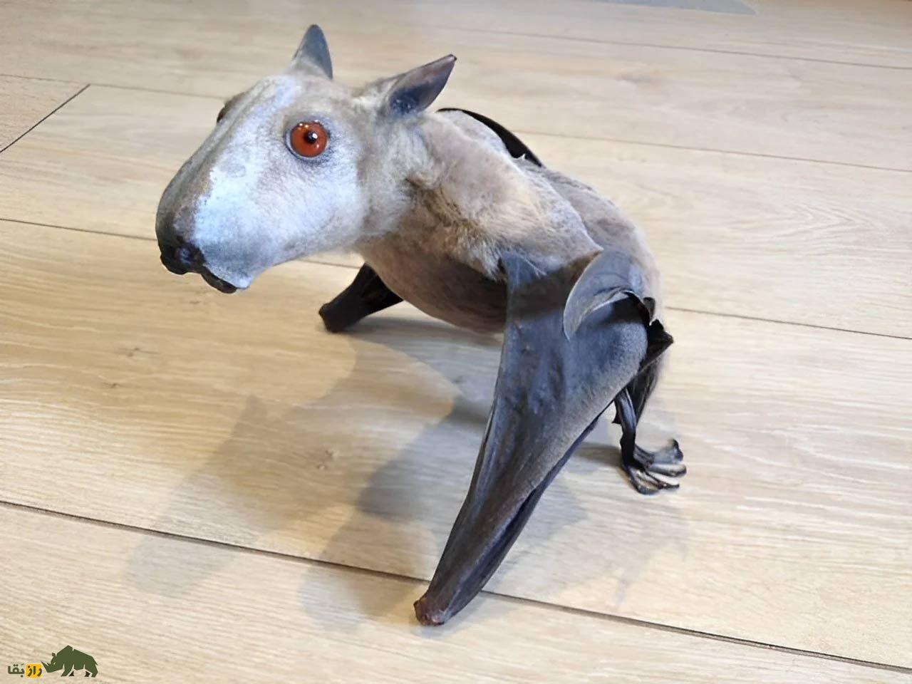 با خفاش سَرچکُشی آشنا شوید: پرنده‌ای با سر توله‌سگ!