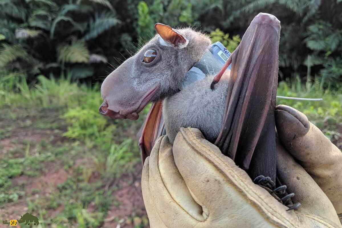 با خفاش سَرچکُشی آشنا شوید: پرنده‌ای با سر توله‌سگ!