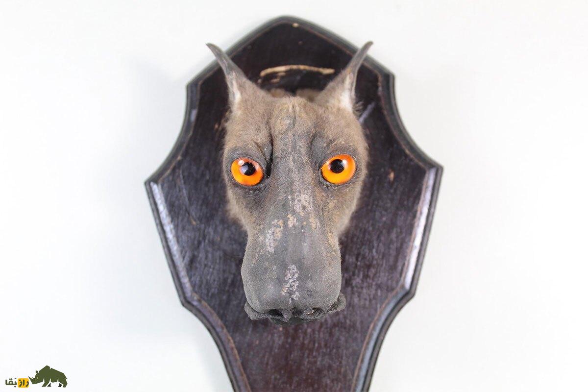 با خفاش سَرچکُشی آشنا شوید: پرنده‌ای با سر توله‌سگ!