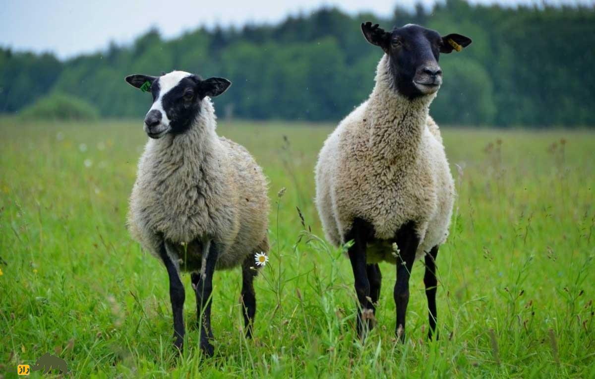 گوسفند سردمزاج «رومانوف»؛ بارورترین گوسفند دنیا که ۱۴ بره می‌زاید؛ یک رومانوف نر با ۷۰ ماده جفت‌گیری می‌کند