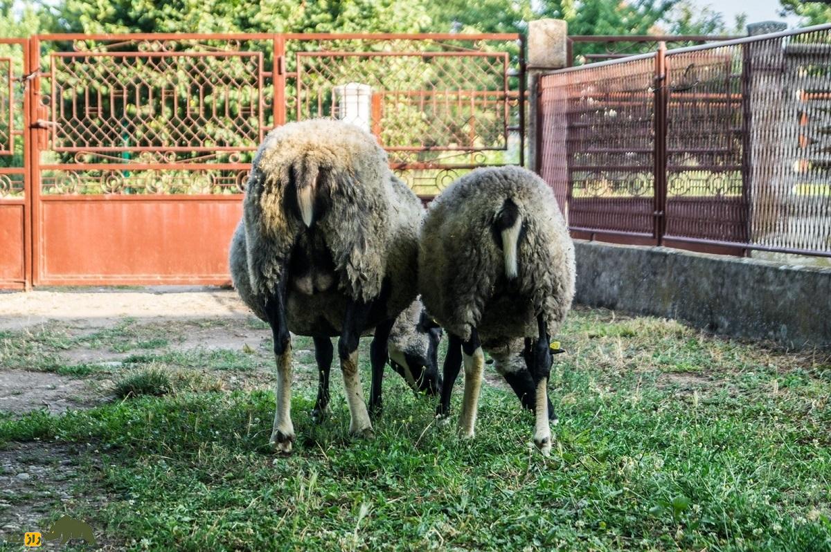 گوسفند سردمزاج «رومانوف»؛ بارورترین گوسفند دنیا که ۱۴ بره می‌زاید؛ یک رومانوف نر با ۷۰ ماده جفت‌گیری می‌کند