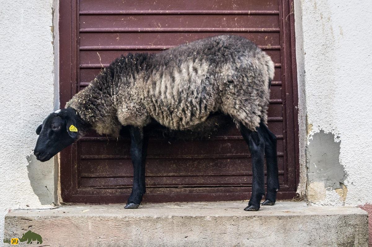 گوسفند سردمزاج «رومانوف»؛ بارورترین گوسفند دنیا که ۱۴ بره می‌زاید؛ یک رومانوف نر با ۷۰ ماده جفت‌گیری می‌کند