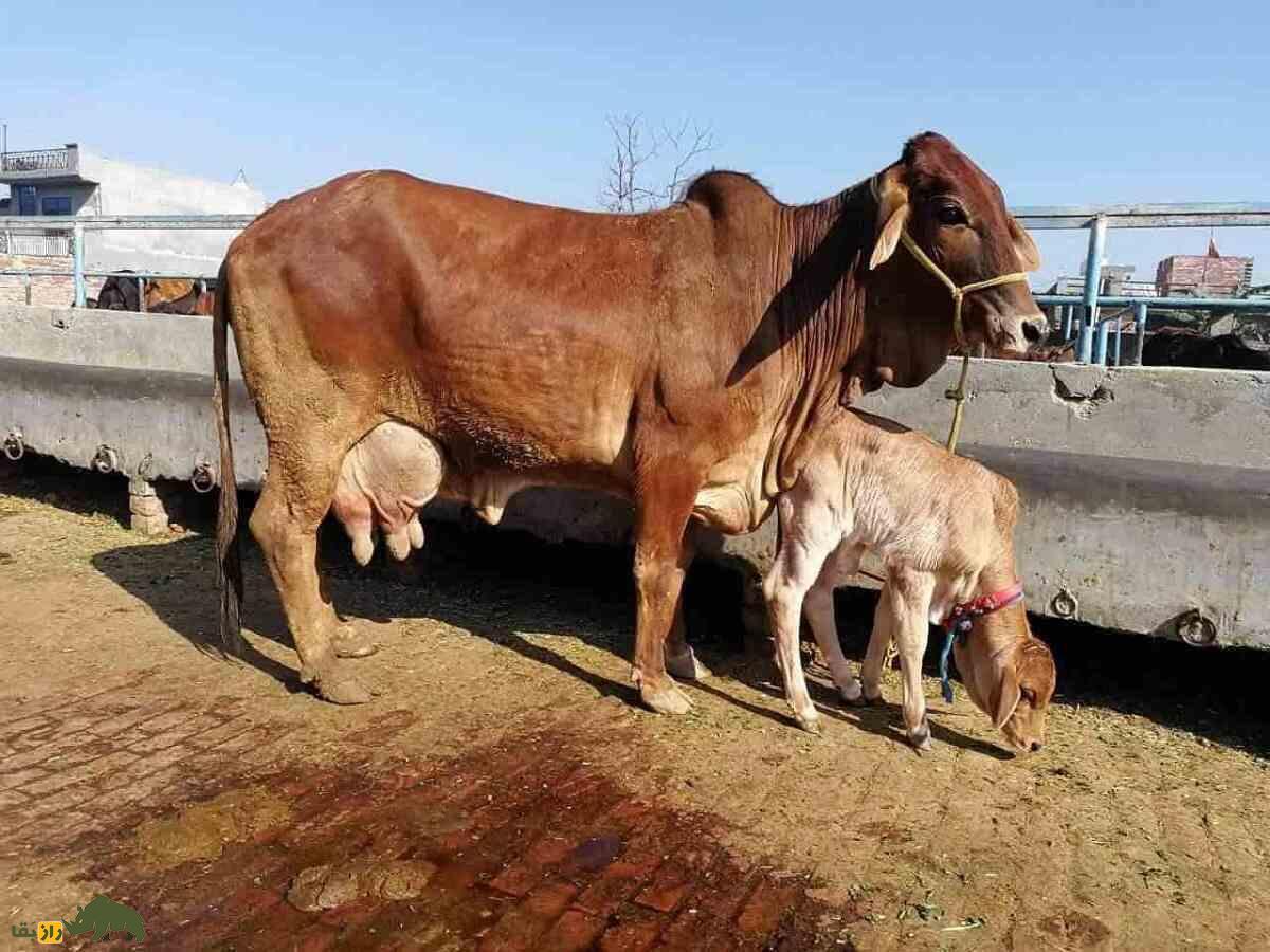 گاو «سَهیوال»؛ گاو یک تُنی معروف به «قهرمان پاکستان» که ۲۳۰۰ کیلو شیر می‌دهد