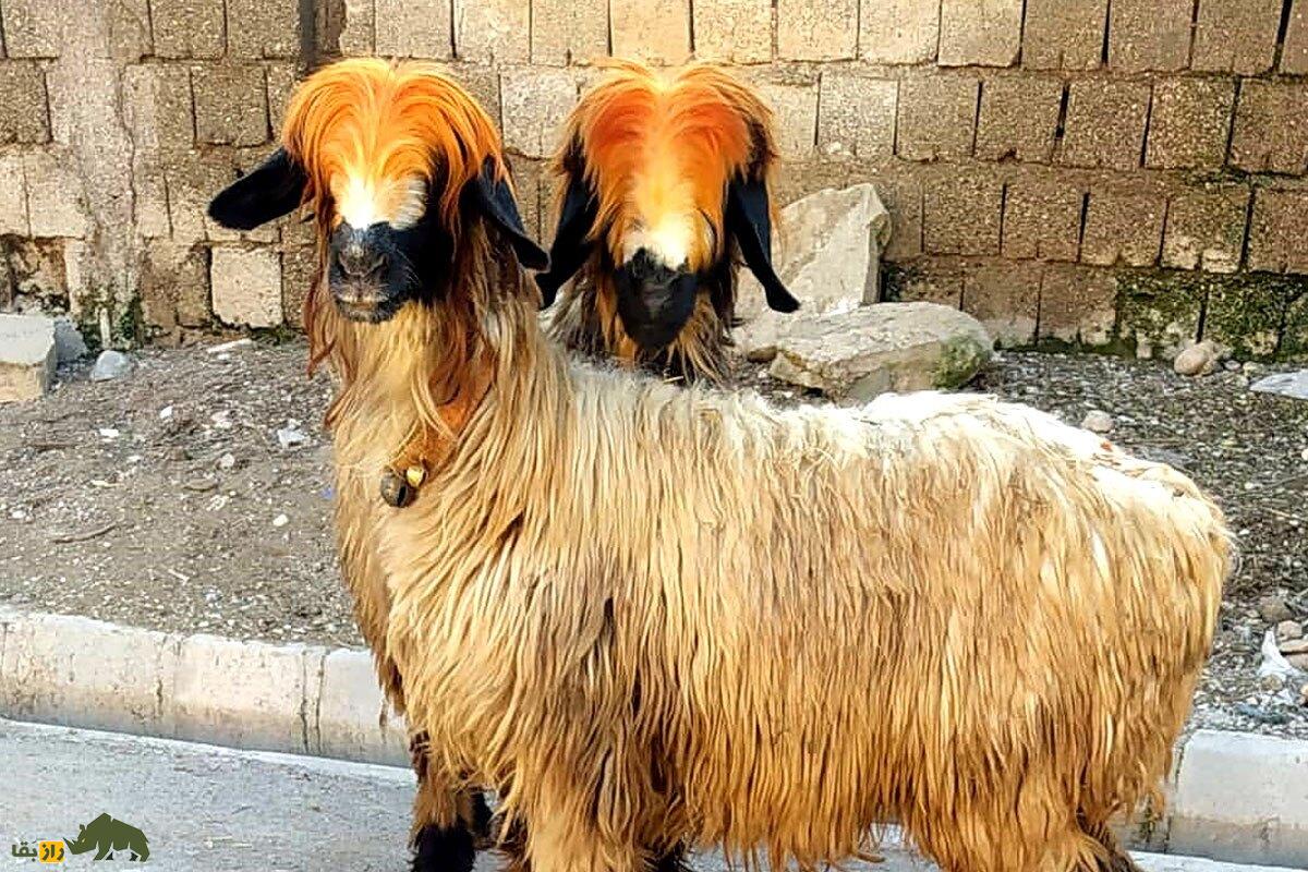 گوسفند لری بختیاری؛ گوسفند گوشتی و غول‌پیکری که بهترین نژاد گوسفند در ایران است