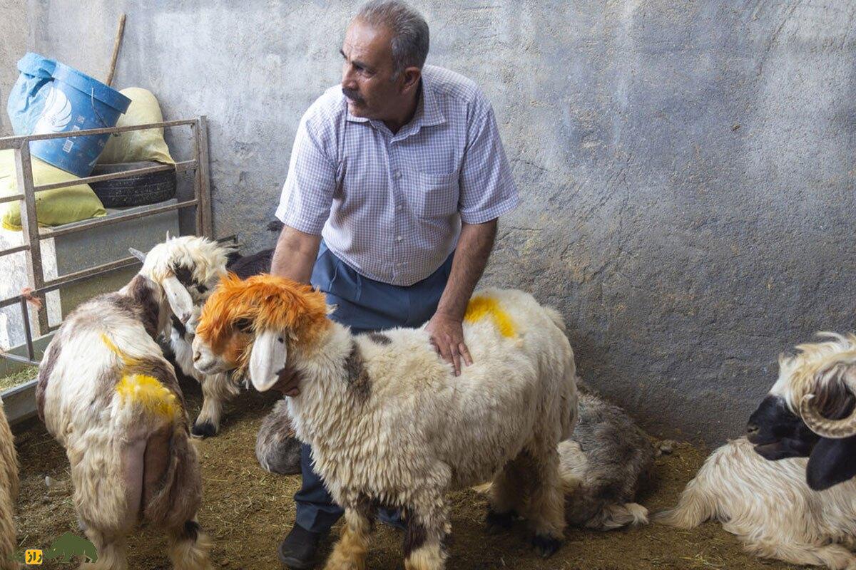 گوسفند لری بختیاری؛ گوسفند گوشتی و غول‌پیکری که بهترین نژاد گوسفند در ایران  است