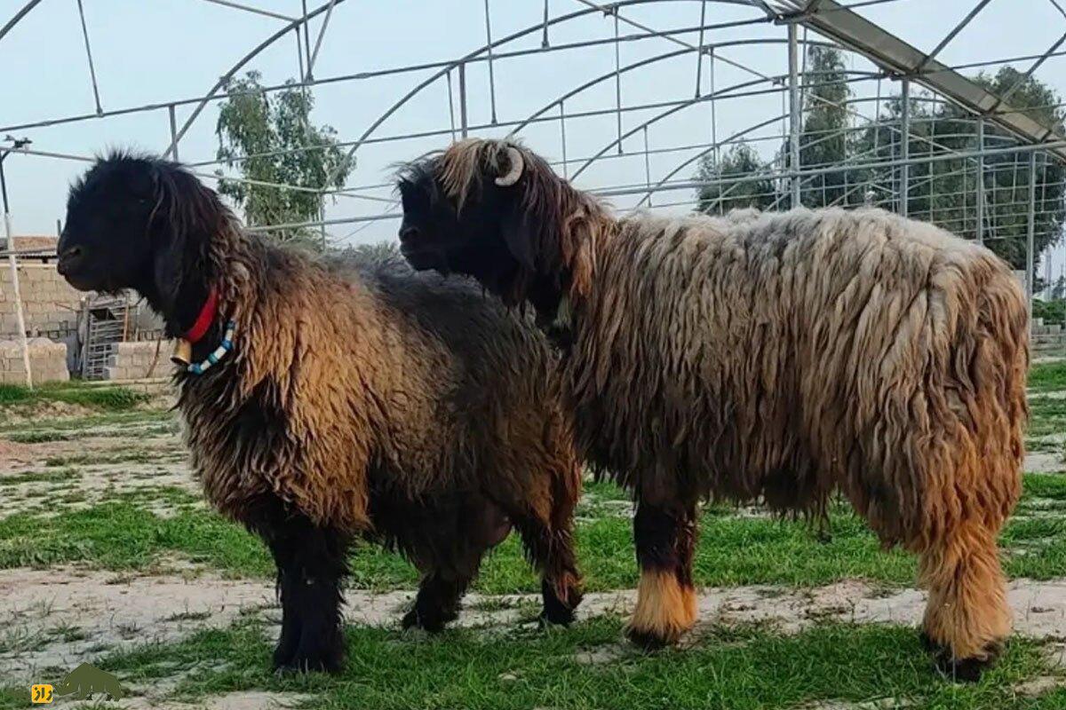 گوسفند لری بختیاری