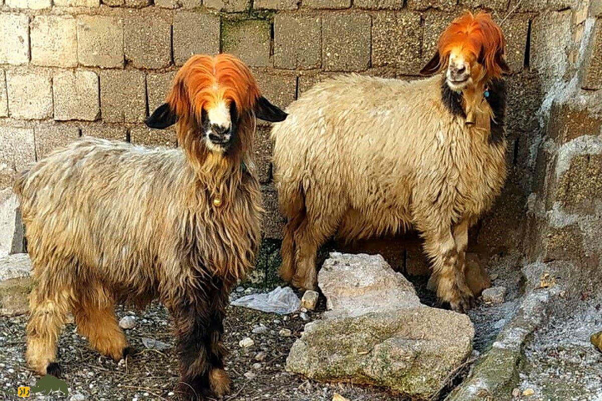 گوسفند لری بختیاری