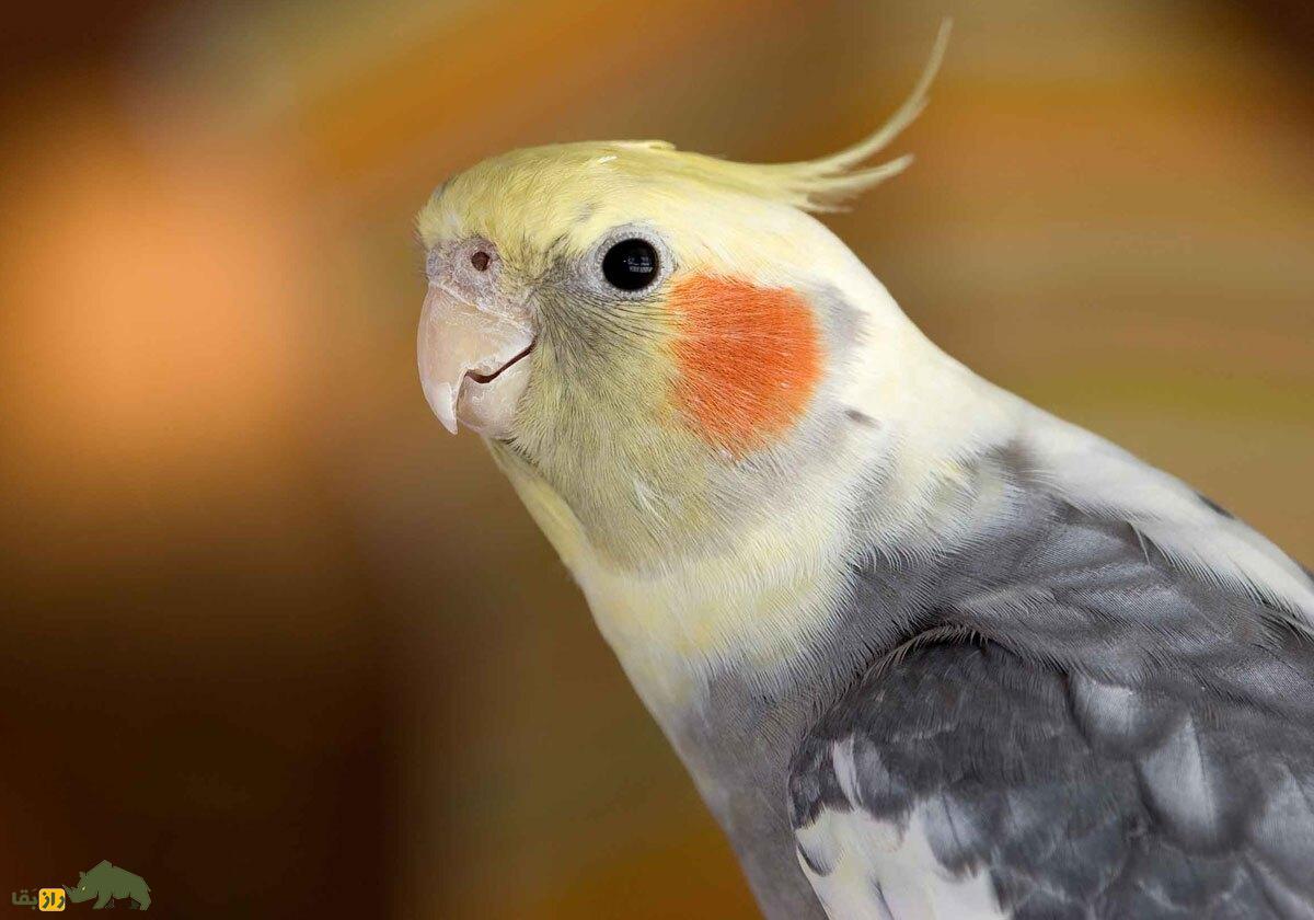 پرنده تنها، سوت و آینه؛ رازهایی درباره عروس هلندی که پرندهفروشها به شما نمیگویند! عروس هلندی