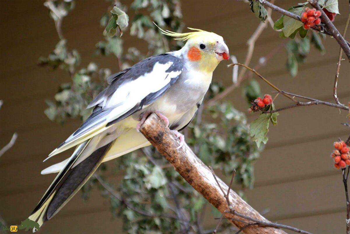 پرنده تنها، سوت و آینه؛ رازهایی درباره عروس هلندی که پرندهفروشها به شما نمیگویند! عروس هلندی