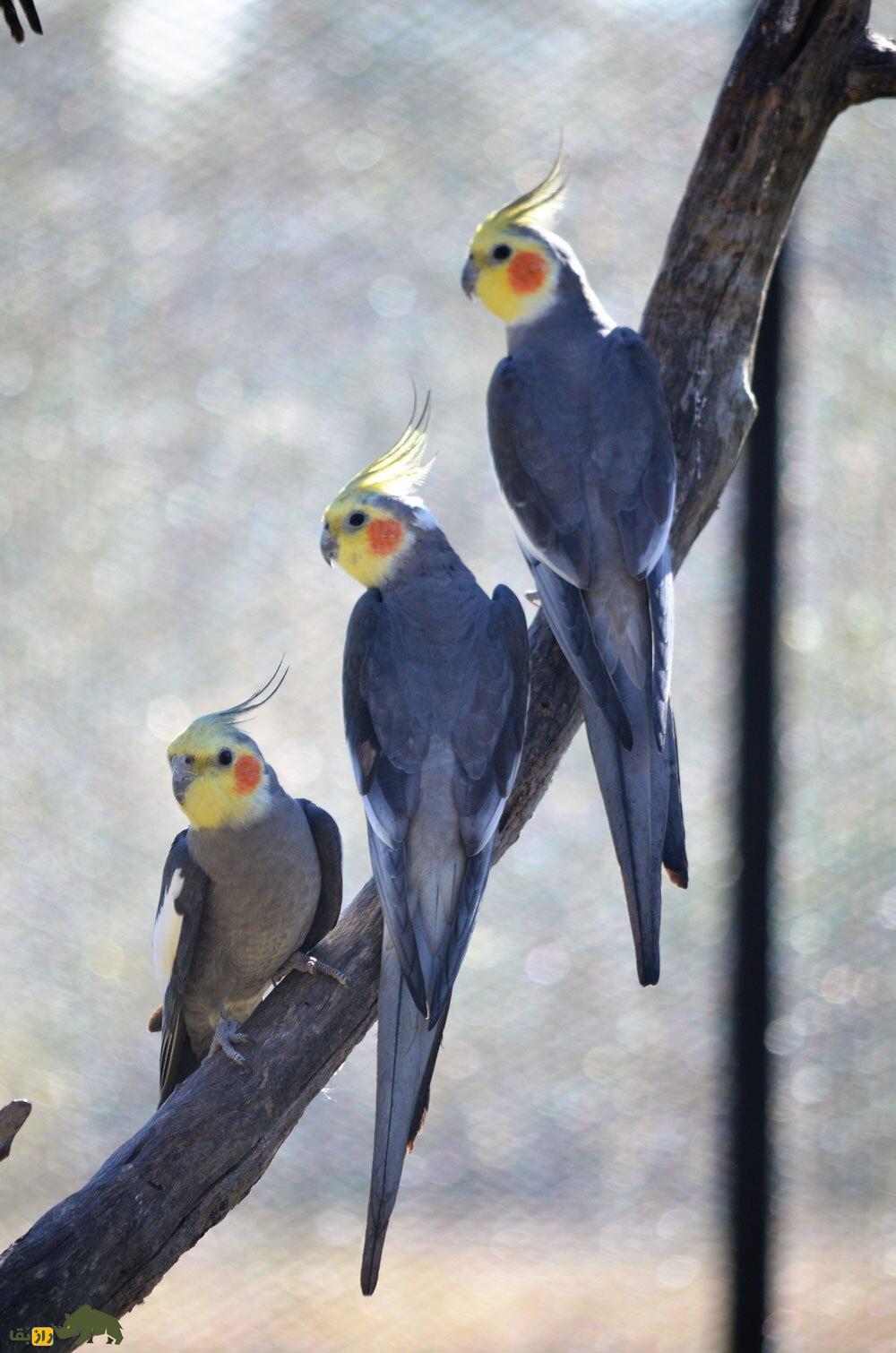 پرنده تنها، سوت و آینه؛ رازهایی درباره عروس هلندی که پرندهفروشها به شما نمیگویند! پرنده تنها، سوت و آینه؛ رازهایی درباره عروس هلندی که پرندهفروشها به شما نمیگویند!