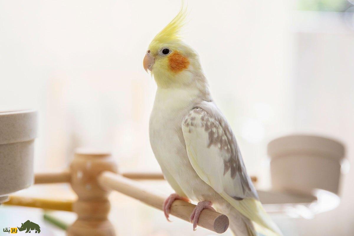 پرنده تنها، سوت و آینه؛ رازهایی درباره عروس هلندی که پرندهفروشها به شما نمیگویند! پرنده تنها، سوت و آینه؛ رازهایی درباره عروس هلندی که پرندهفروشها به شما نمیگویند!