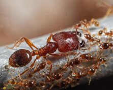 یک داستان باورنکردنی؛ چگونه مورچه حریف شیر شد؟