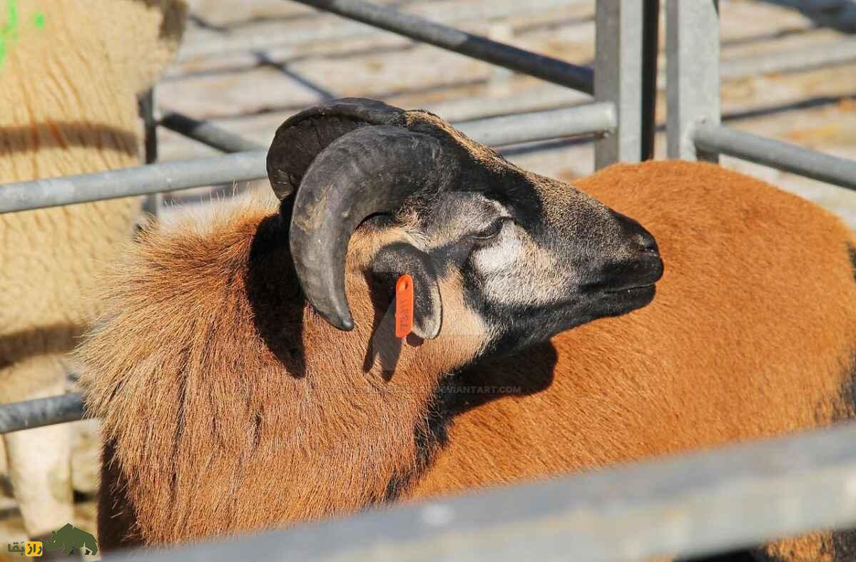 گوسفند «کامرون» یا «کوتوله کامرونی»؛ گوسفندی که پشم ندارد و پشت سرش را می‌بیند
