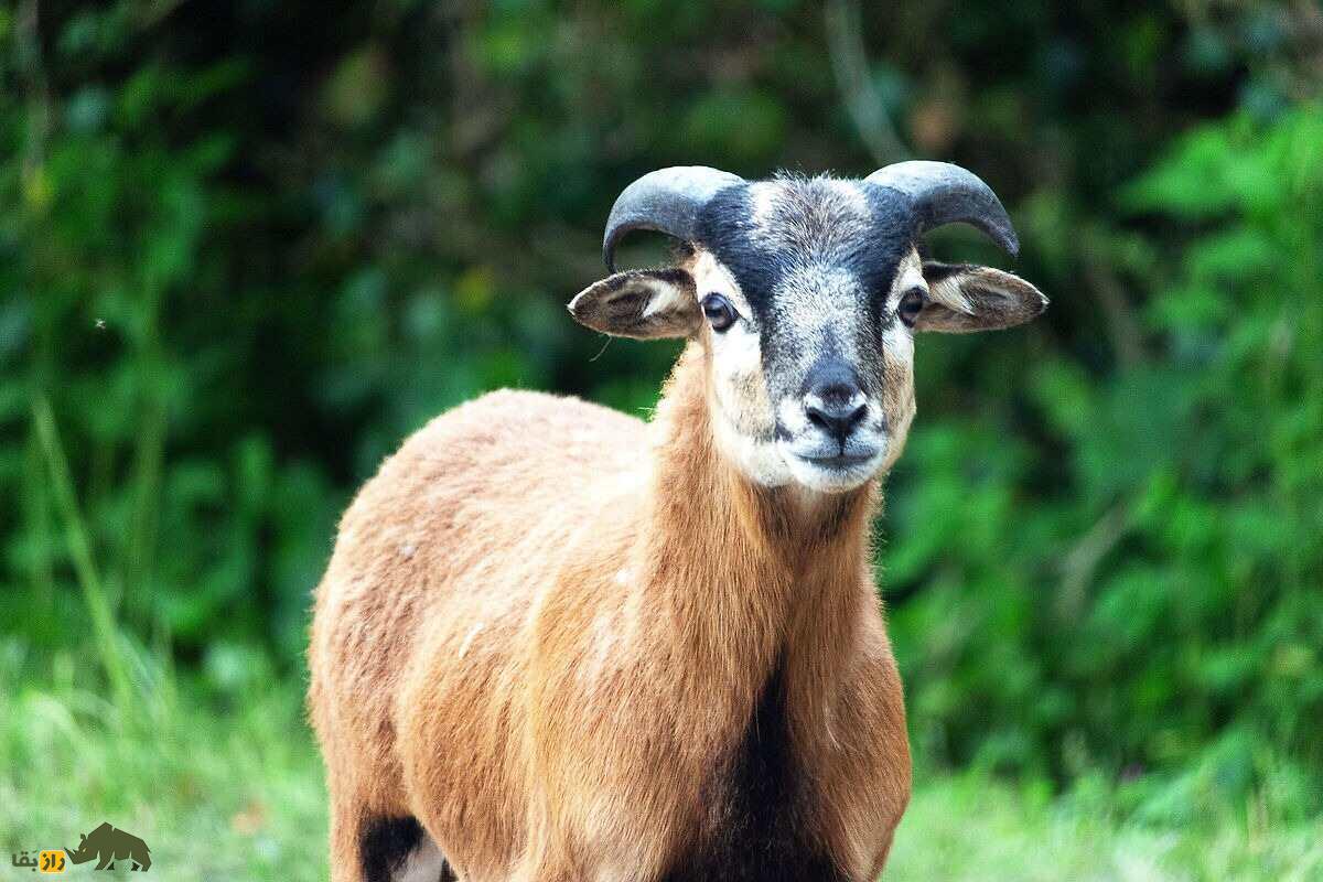 گوسفند «کامرون» یا «کوتوله کامرونی»؛ گوسفندی که پشم ندارد و پشت سرش را می‌بیند