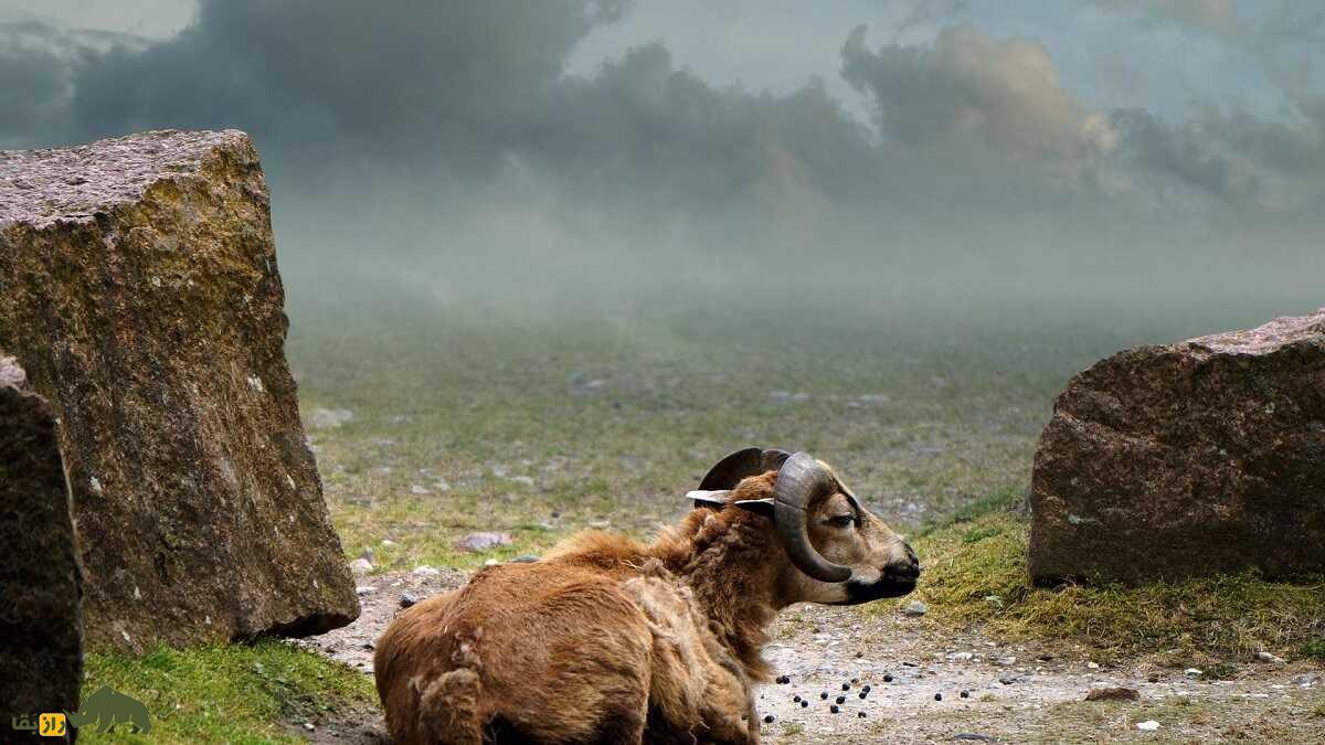 گوسفند «کامرون» یا «کوتوله کامرونی»؛ گوسفندی که پشم ندارد و پشت سرش را می‌بیند