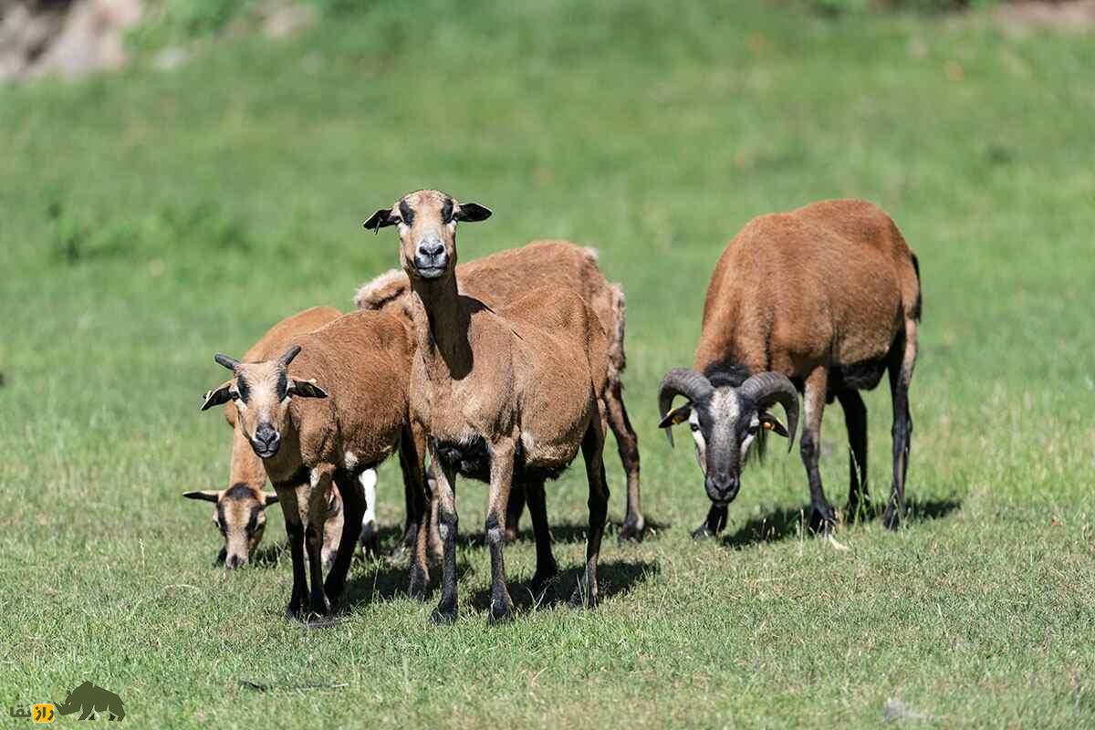 گوسفند «کامرون» یا «کوتوله کامرونی»؛ گوسفندی که پشم ندارد و پشت سرش را می‌بیند