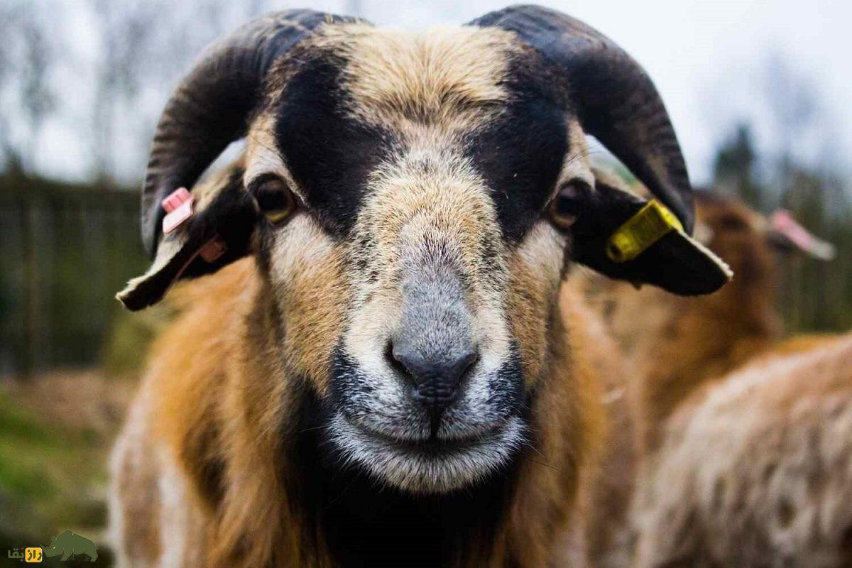 «کوتوله کامرونی»؛ گوسفندی که پشم ندارد و پشت سرش را می‌بیند!