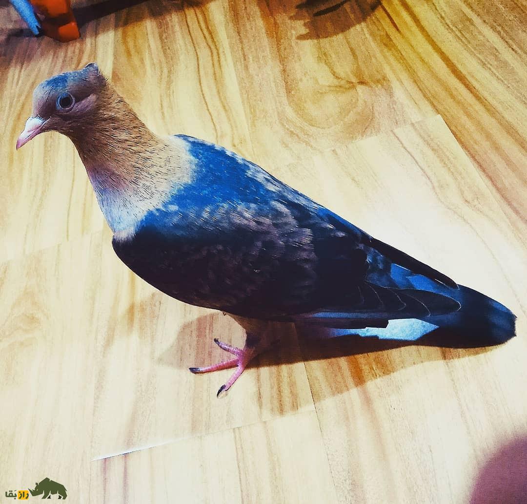 کبوتر «آرشینگل»؛ کفتر براق روسی‌الاصل که عاشق رقصیدن است