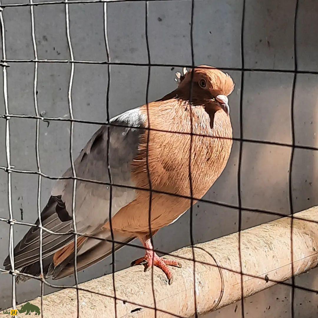 کبوتر «آرشینگل»؛ کفتر براق روسی‌الاصل که عاشق رقصیدن است