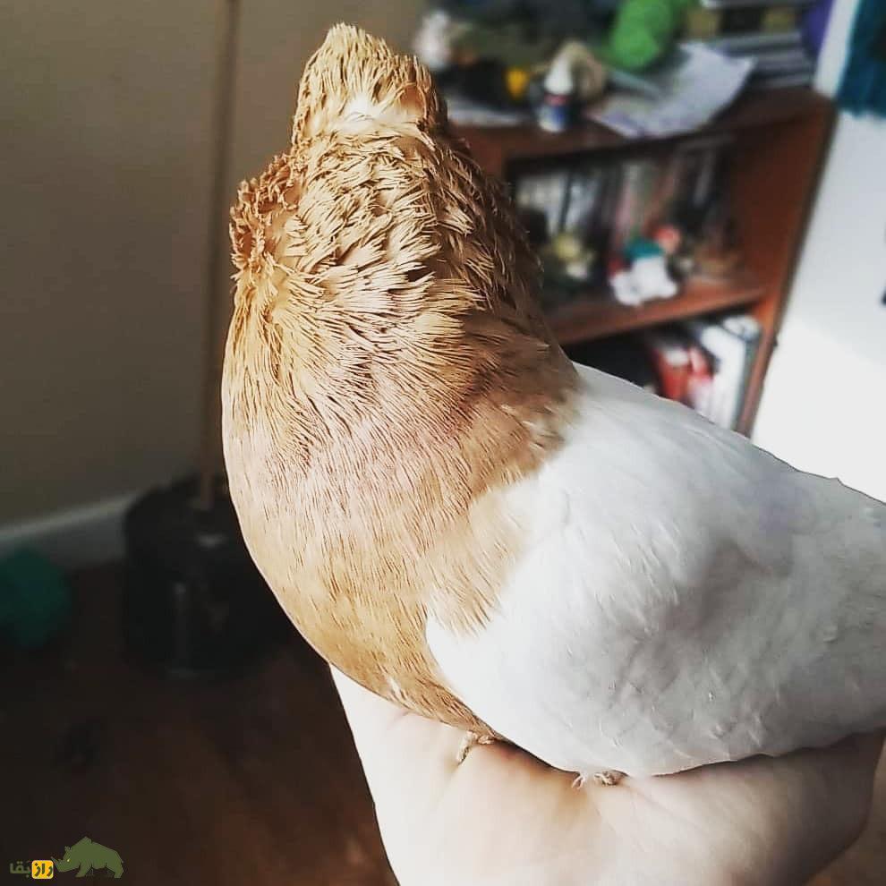 کبوتر «آرشینگل»؛ کفتر براق روسی‌الاصل که عاشق رقصیدن است